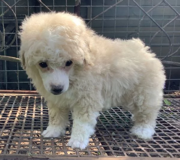 cuccioli di barboncino toy  crema | Foto 1