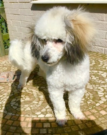 cuccioli di barboncino toy  crema | Foto 0