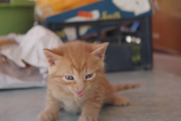 Regalo Gattini nati il 19032026 a Macerata