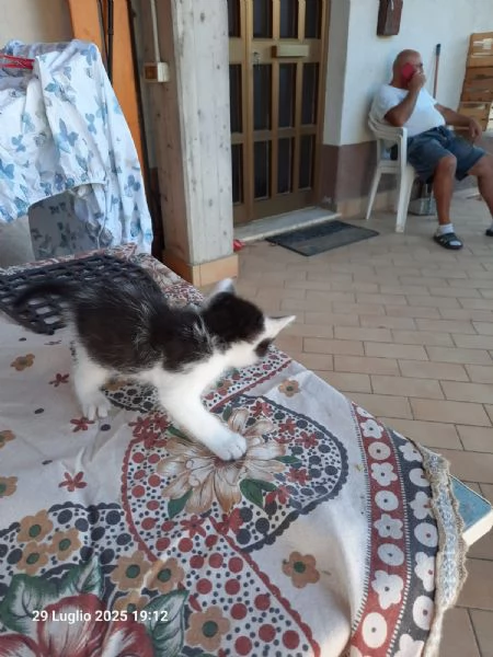 Regalo gattini nato il 20 giugno 2025 a Macerata | Foto 6