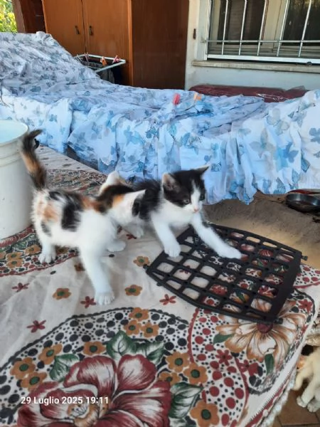 Regalo gattini nato il 20 giugno 2025 a Macerata | Foto 5