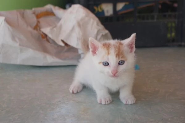 Regalo Gattini nati il 19032026 a Macerata | Foto 5