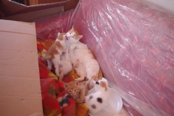 Regalo Gattini nati il 19032026 a Macerata | Foto 4