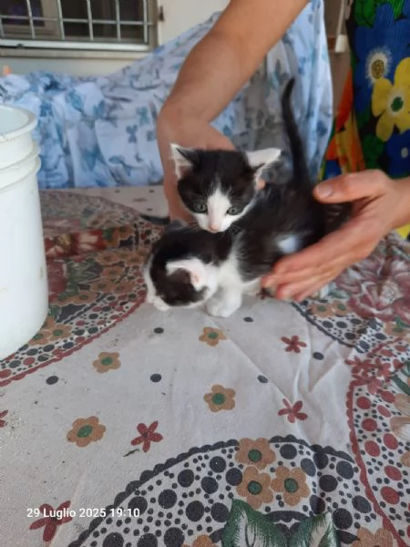 Regalo gattini nato il 20 giugno 2025 a Macerata | Foto 4