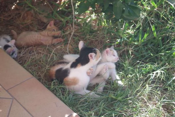 Regalo gattini nati il 382025 a Macerata | Foto 4