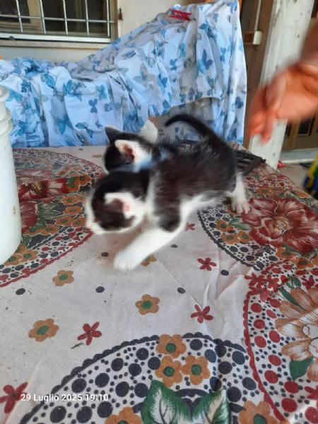 Regalo gattini nato il 20 giugno 2025 a Macerata | Foto 3