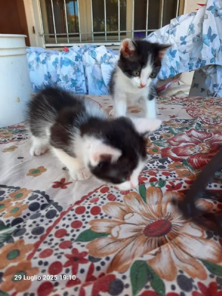 Regalo gattini nato il 20 giugno 2025 a Macerata | Foto 2