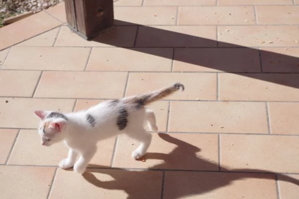Regalo gattini nati il 382025 a Macerata | Foto 3
