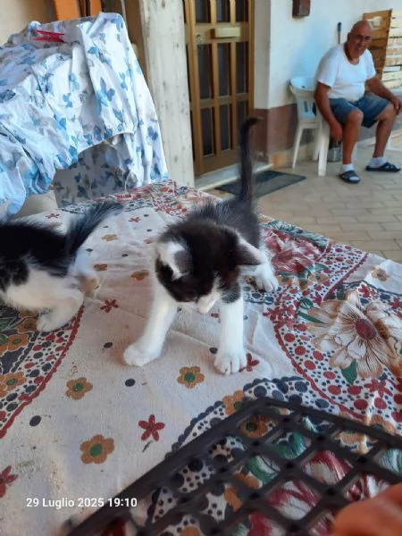 Regalo gattini nato il 20 giugno 2025 a Macerata | Foto 1