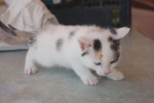 Regalo Gattini nati il 19032026 a Macerata | Foto 2