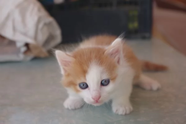 Regalo Gattini nati il 19032026 a Macerata | Foto 1