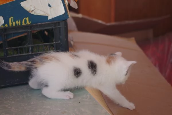 Regalo Gattini nati il 19032026 a Macerata | Foto 0