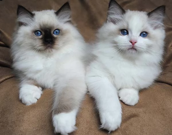 2 gattini ragdoll disponibili per ladozione gratuita i gattini sono molto sani giocosi intelligent