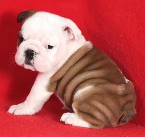 bellissimi cuccioli bulldog inglese disponibili per ladozione gratuita i cuccioli sono molto sani 