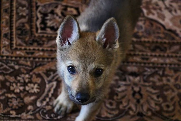 cuccioli di cane lupo cecoslovacco | Foto 0
