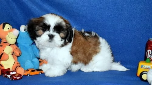 bellissimi cuccioli shih tzu disponibili per ladozione gratuita i cuccioli sono molto sani giocosi