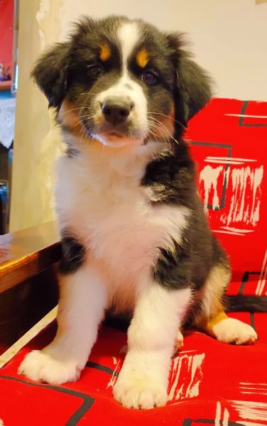 cucciola di pastore australiano 