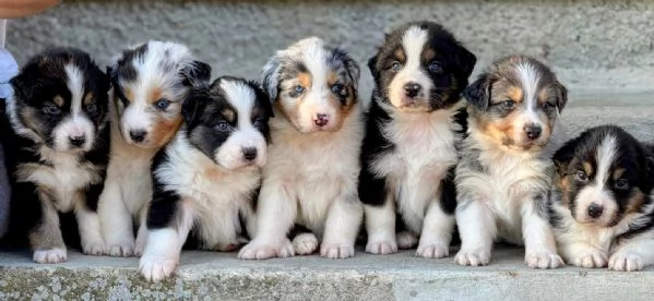 Cuccioli di Pastore Australiano 