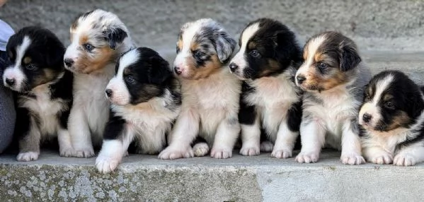 Cuccioli di Pastore Australiano  | Foto 5