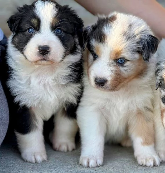 Cuccioli di Pastore Australiano  | Foto 4