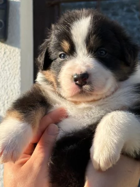 Cuccioli di Pastore Australiano  | Foto 3