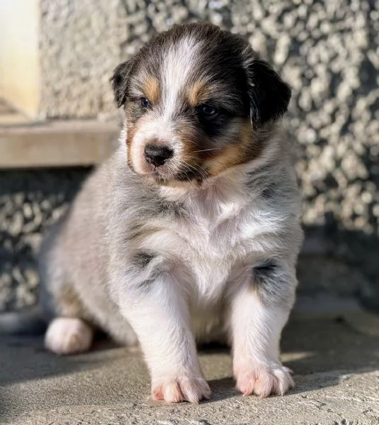 Cuccioli di Pastore Australiano  | Foto 1