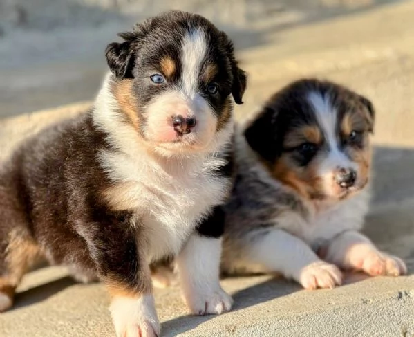 Cuccioli di Pastore Australiano  | Foto 0