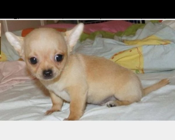 chihuahua toy cuccioli