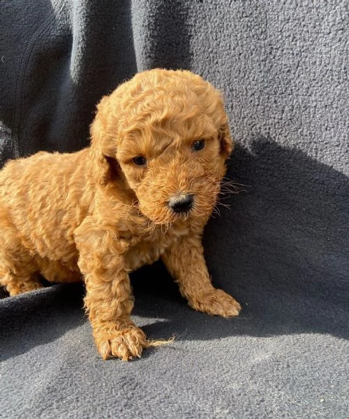 disponibile bellissimo barboncino nano champagne | Foto 1