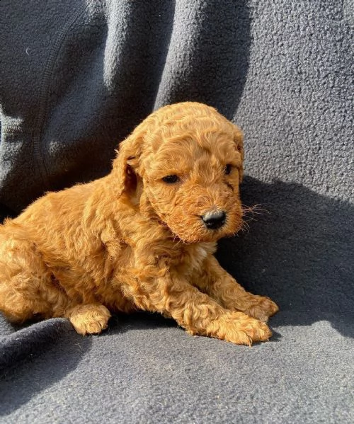 disponibile bellissimo barboncino nano champagne | Foto 0