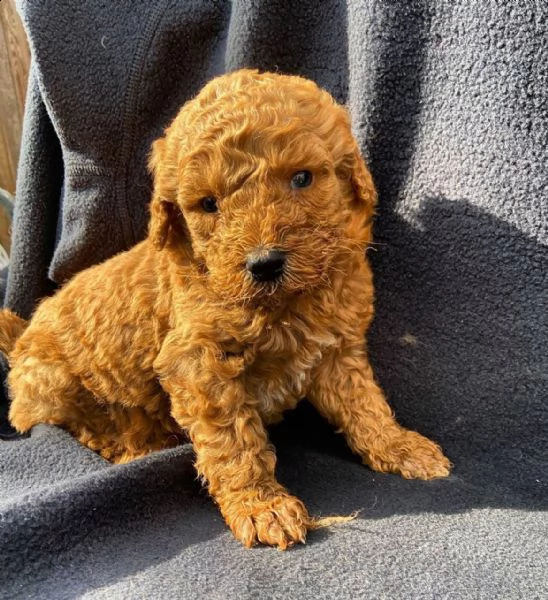 disponibile bellissimo barboncino nano champagne