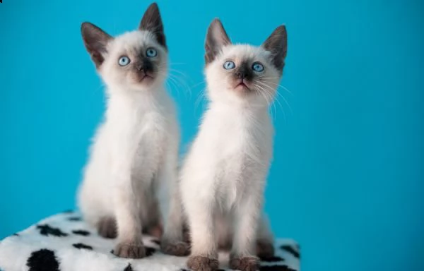 bellissimi gattini siamese disponibili per ladozione gratuita i gattini sono molto sani giocosi in