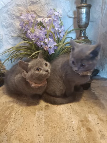 Certosini meravigliosi cuccioli in vendita | Foto 2