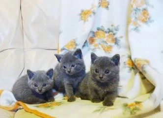 Certosini cuccioli prenotabili