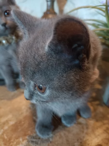 Certosini meravigliosi cuccioli in vendita | Foto 1