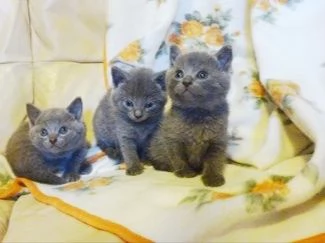 Certosini cuccioli prenotabili | Foto 2