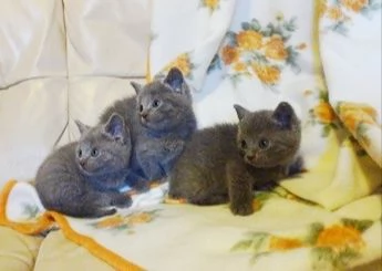 Certosini cuccioli prenotabili | Foto 1