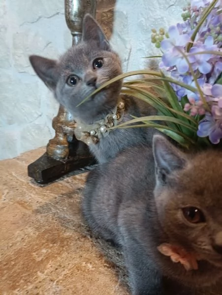 Certosini meravigliosi cuccioli in vendita