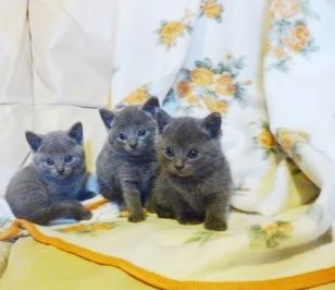 Certosini cuccioli prenotabili | Foto 0
