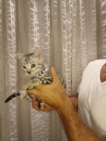 Bengala meravigliosa cucciola in vendita  | Foto 4