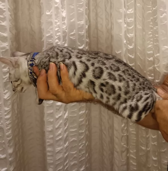 Bengala meravigliosa cucciola in vendita  | Foto 3