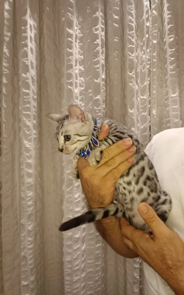 Bengala meravigliosa cucciola in vendita  | Foto 2