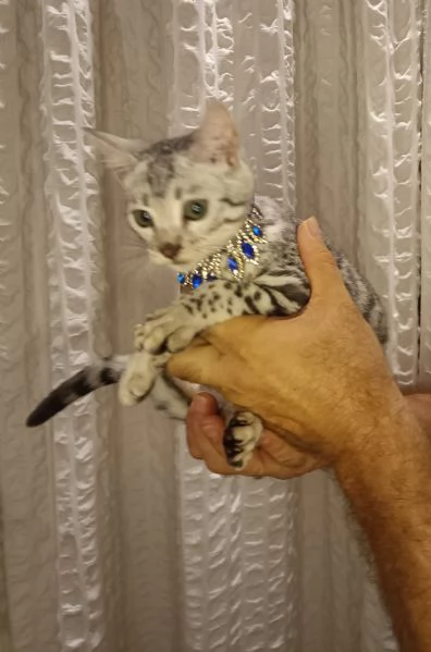 Bengala meravigliosa cucciola in vendita  | Foto 1