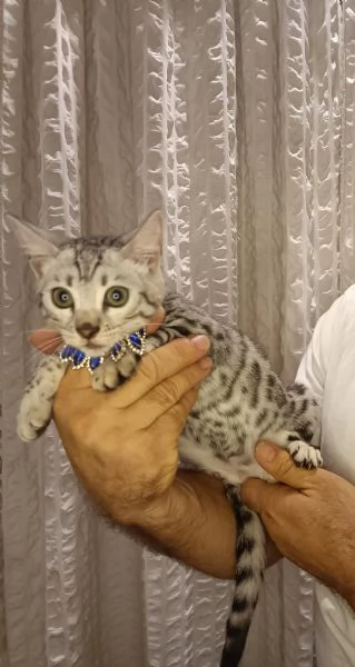 Bengala meravigliosa cucciola in vendita 