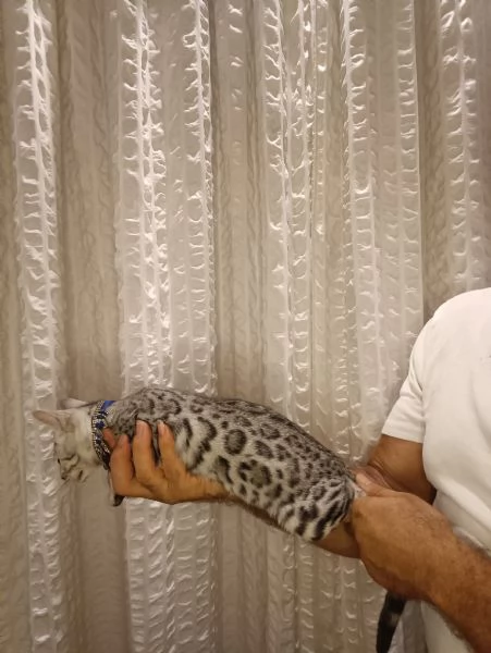 Bengala meravigliosa cucciola in vendita  | Foto 0