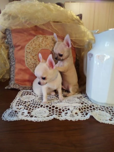 Chihuahua  meravigliosi cuccioli in vendita