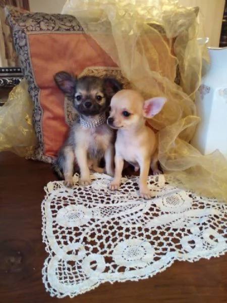 Chihuahua  meravigliosi cuccioli in vendita | Foto 1