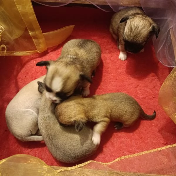 Chihuahua cuccioli disponibili per la prenotazione | Foto 0