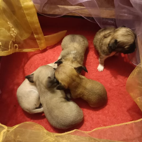 Chihuahua cuccioli disponibili per la prenotazione