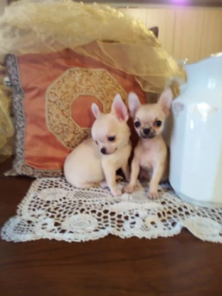 Chihuahua meravigliosi cuccioli vendo